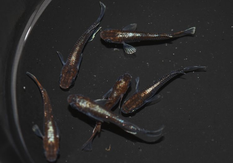 垂水さん作出のメダカ 鱗光 その3 ブロンズとの違いについて 岡崎葵メダカのつぶやき