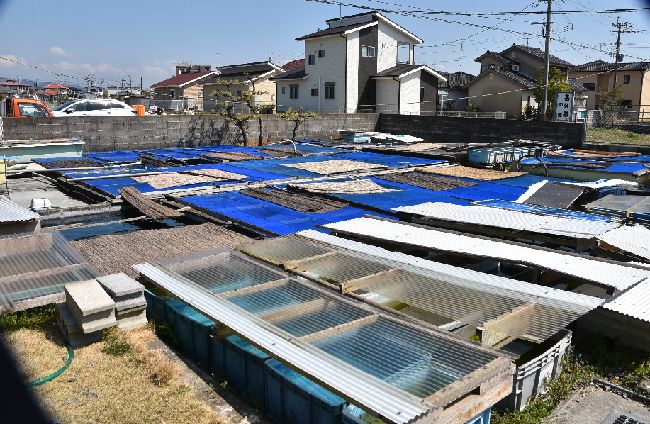2018九州春のメダカ旅 その3 二日目最初の２件編 岡崎葵メダカのつぶやき