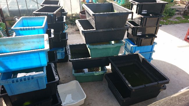 親抜き 水替え準備 岡崎葵メダカのつぶやき