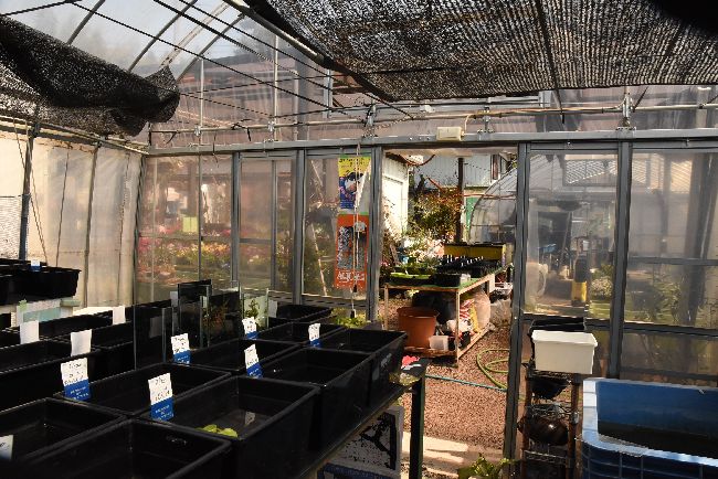 春爛漫のメダカ旅 その4 花小屋さん編 岡崎葵メダカのつぶやき 春爛漫のメダカ旅 その4 花小屋さん編 岡崎葵メダカのつぶやき