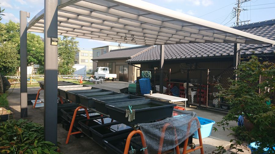 当店の飼育環境 岡崎葵メダカのつぶやき 当店の飼育環境 岡崎葵メダカのつぶやき