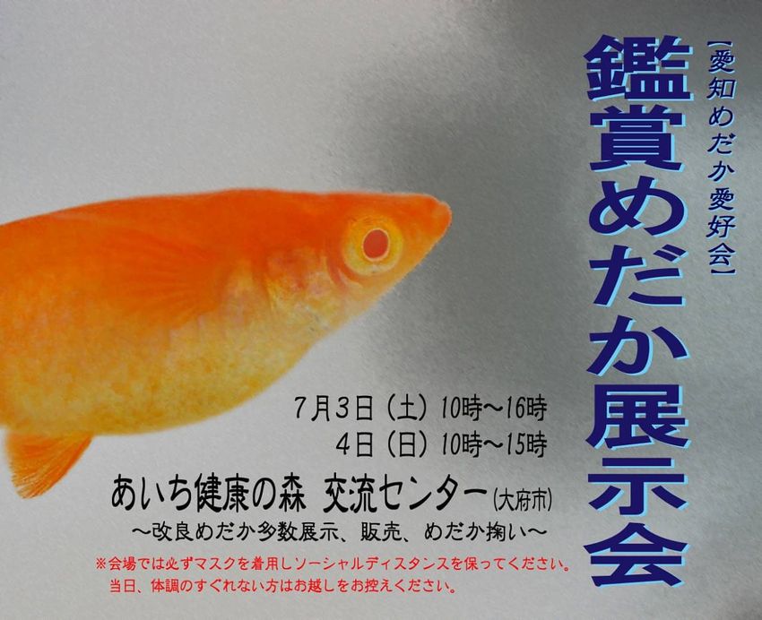 明日から二日間は愛知メダカ愛好会展示会 岡崎葵メダカのつぶやき