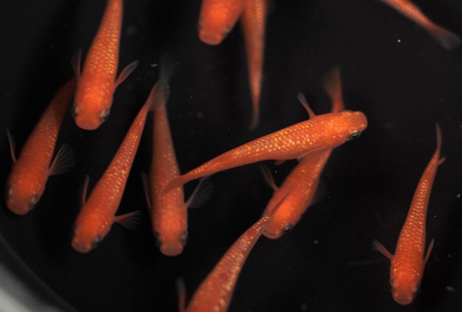 【minamo】現物 紅華紅白めだか 極上若魚（１ペア）KH-A 小野様ご本人の個体 現物 上州めだか様ご本人の個体 王華 3ペア 6匹セット No.1