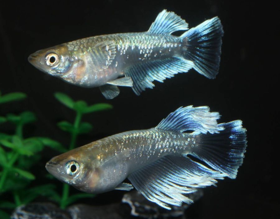 マリアージュキッシングワイドフィンエメラルドフィンタイプについて  