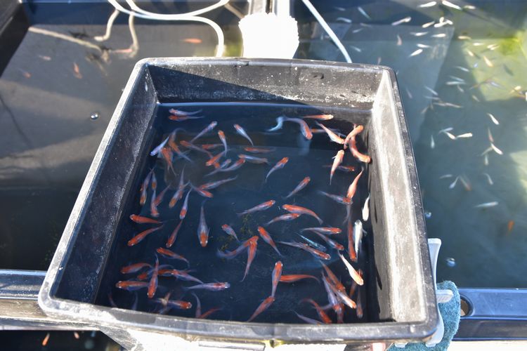 山陽へのメダカ旅 その4 あまぞんメダカさん編 岡崎葵メダカのつぶやき