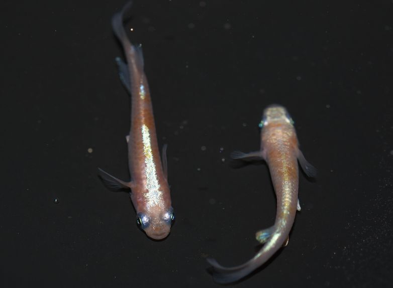 加温飼育の親メダカ その2 白カブキ 岡崎葵メダカのつぶやき