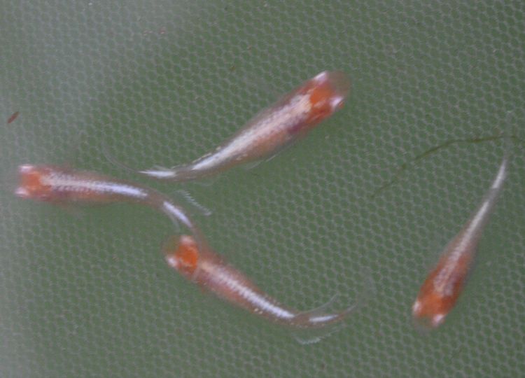 王妃の販売について その1 プロローグ 岡崎葵メダカのつぶやき