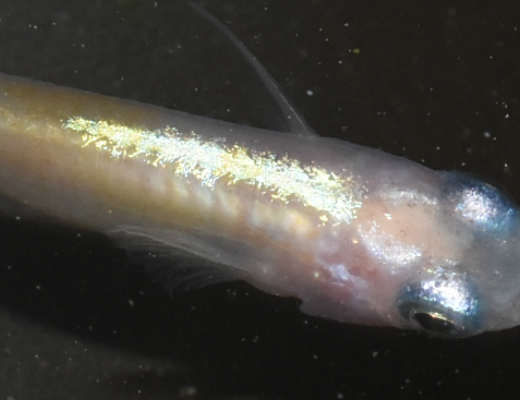 今年の白カブキ 岡崎葵メダカのつぶやき