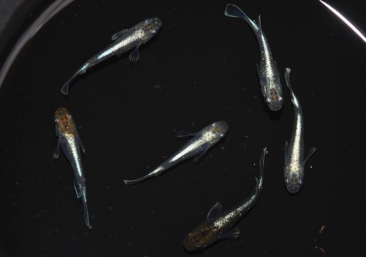 垂水さん作出のメダカ 鱗光 その3 ブロンズとの違いについて 岡崎葵メダカのつぶやき