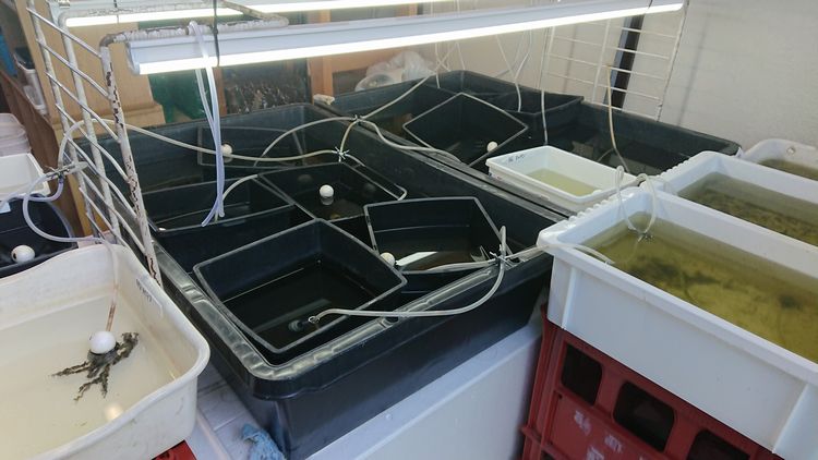 やる気の火がついちゃいました 笑 岡崎葵メダカのつぶやき やる気の火がついちゃいました 笑 岡崎葵メダカのつぶやき