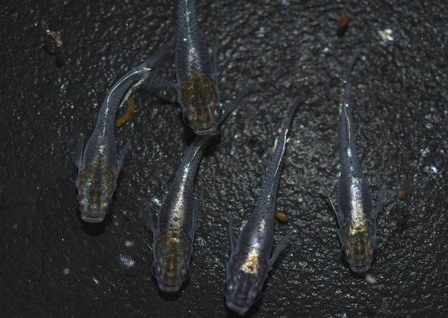 今年生まれの子たち 禅 岡崎葵メダカのつぶやき 今年生まれの子たち 禅 岡崎葵メダカのつぶやき