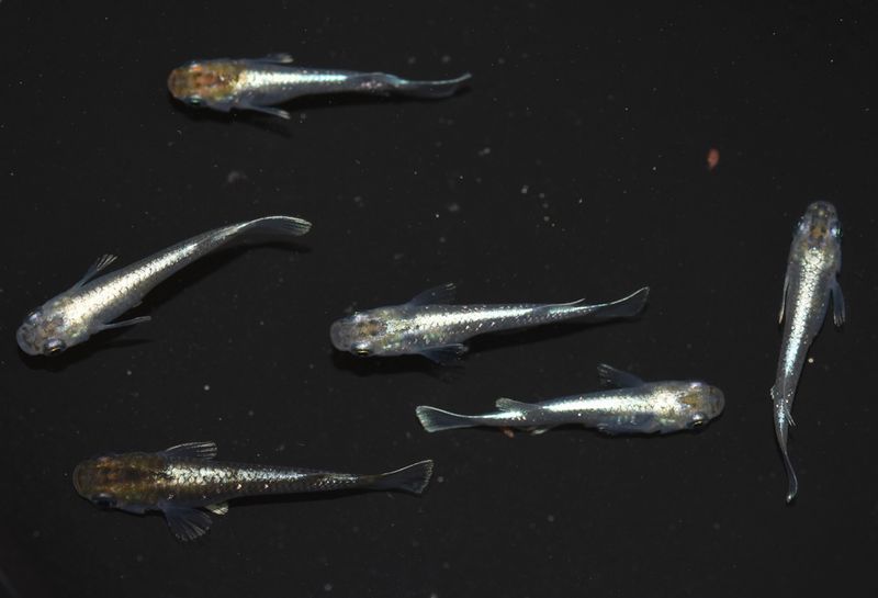 垂水さん作出のメダカ 鱗光 その1 岡崎葵メダカのつぶやき