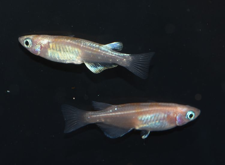 加温飼育の親メダカ その2 白カブキ 岡崎葵メダカのつぶやき