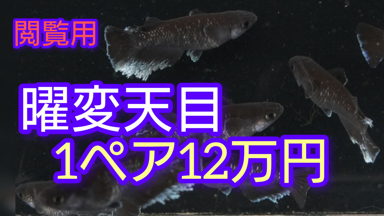 曜変天目、葵メダカの一般販売についてのお知らせ : 岡崎葵メダカの 