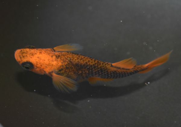 乙姫（ヒカリ体型＆普通種） : 岡崎葵メダカのつぶやき