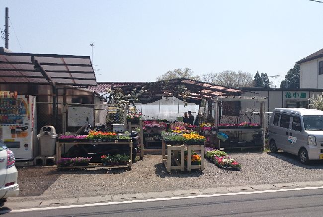春爛漫のメダカ旅 その4 花小屋さん編 岡崎葵メダカのつぶやき 春爛漫のメダカ旅 その4 花小屋さん編 岡崎葵メダカのつぶやき