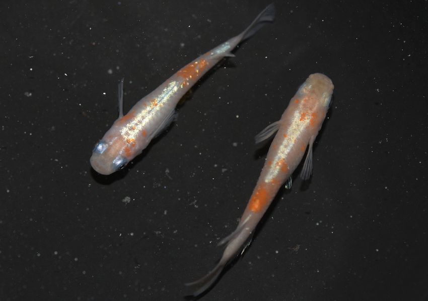 寿 岡崎葵メダカのつぶやき