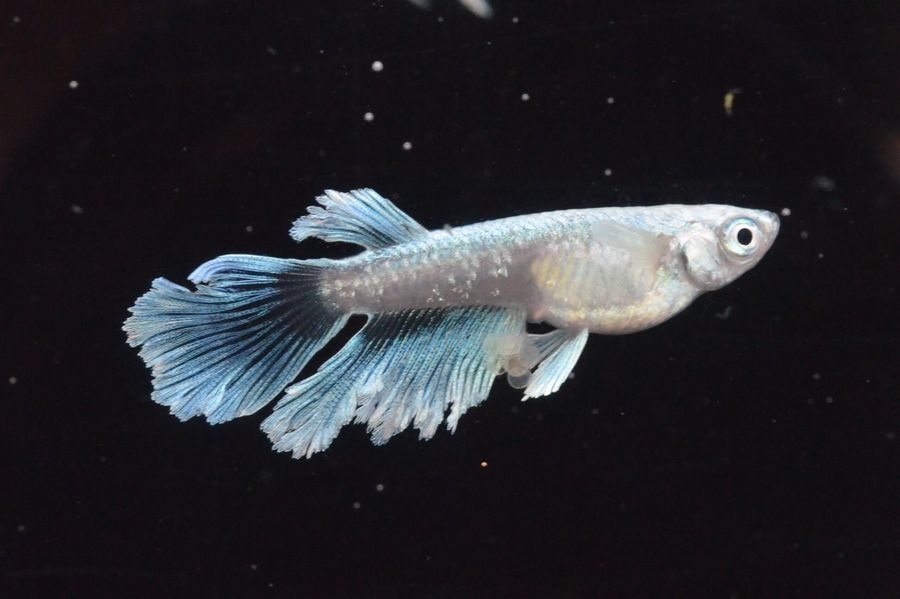 上物】1pグランブルーキッシングワイドフィン - 家具 