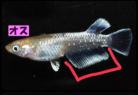 メダカ／レッドクリフ ダークタイプ 2ペア（オス2匹、メス2匹）/ 繁殖セット : me-pr0244 : 金魚屋しみず Yahoo!店 - 通販 -  Yahoo!ショッピング