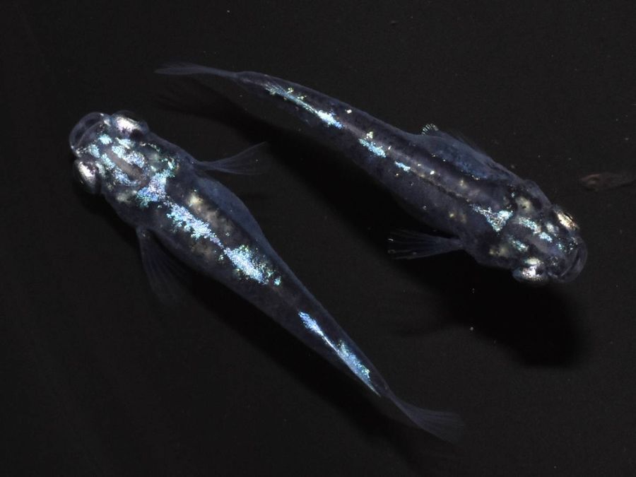 チャチャめだかさん作出の墨武 その1 : 岡崎葵メダカのつぶやき