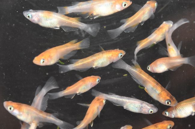 雲州三色の若魚のその後 : 岡崎葵メダカのつぶやき