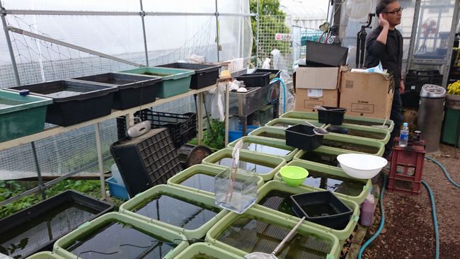 4月の関東メダカ旅 その3 花小屋さん編 岡崎葵メダカのつぶやき 4月の関東メダカ旅 その3 花小屋さん編 岡崎葵メダカのつぶやき