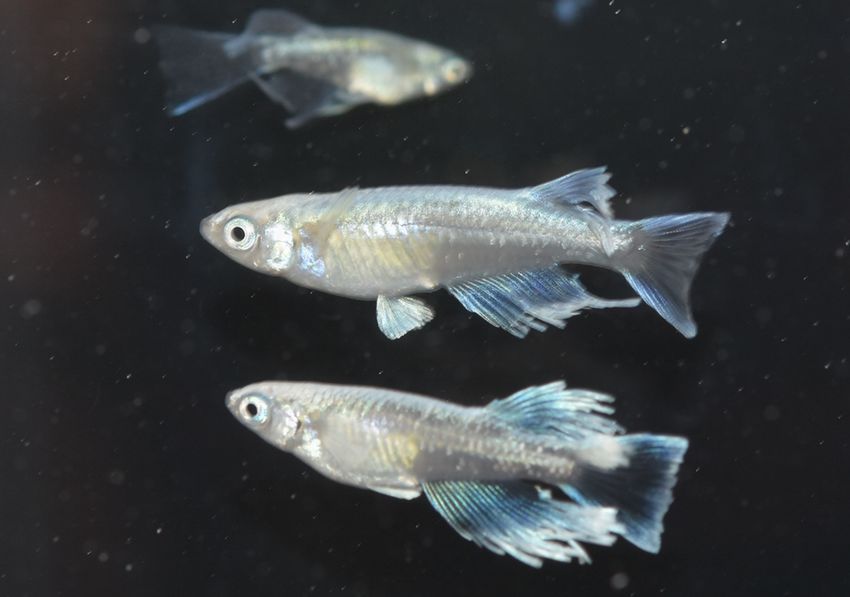 ロングフィン3品種 岡崎葵メダカのつぶやき