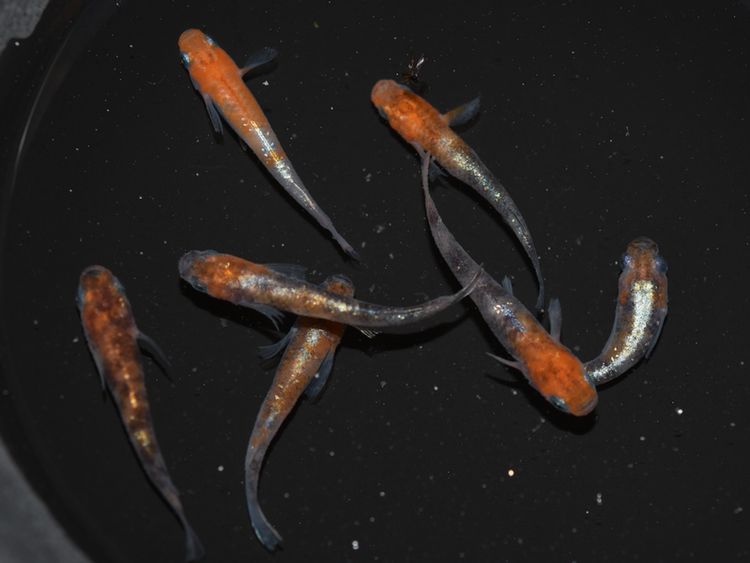 グレーのプラ船容器販売 その4 グレー容器の必要性 岡崎葵メダカのつぶやき