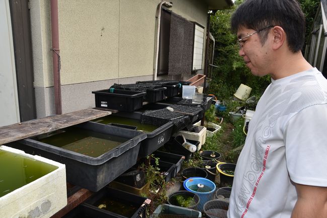 9月のメダカ旅 その２ めだかっこキングダムさん編 岡崎葵メダカのつぶやき