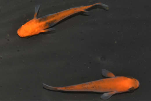 オレンジ鉄仮面のf1個体販売していきます 岡崎葵メダカのつぶやき