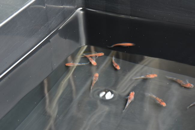 9月のメダカ旅 その5 あまぞんメダカさん編 岡崎葵メダカのつぶやき