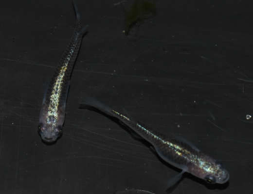 一番の カブキ由来の黒幹之メダカ 1ペア 3cm程度 岡崎葵メダカ様ブリード ペア カブキ系黒幹之 観賞魚生体 Oyostate Gov Ng