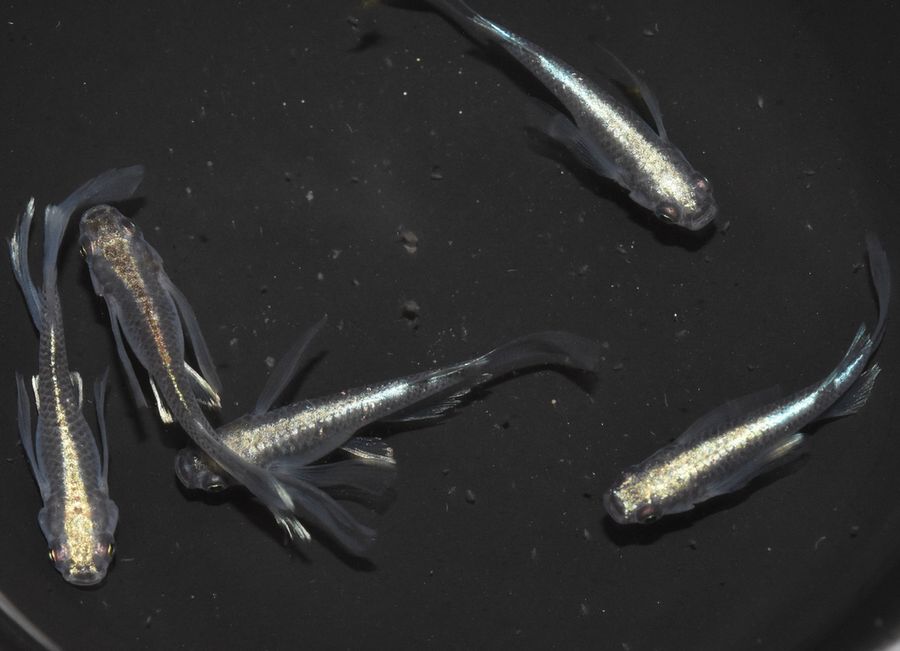 cuteみゆきリアルロングフィン、黒天幻龍他 cuteみゆきリアルロングフィン、黒天幻龍他