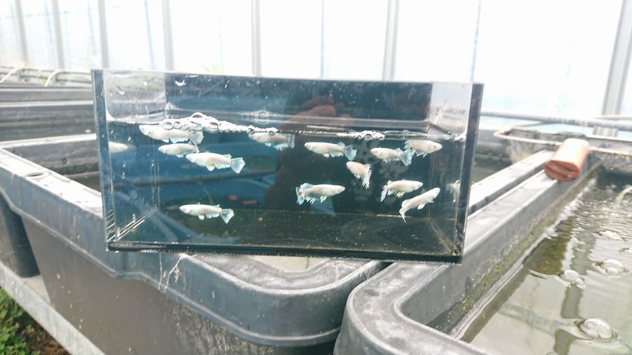 長崎メダカ大祭展からのメダカ旅 その4 Azuma Medakaさん編 岡崎葵メダカのつぶやき