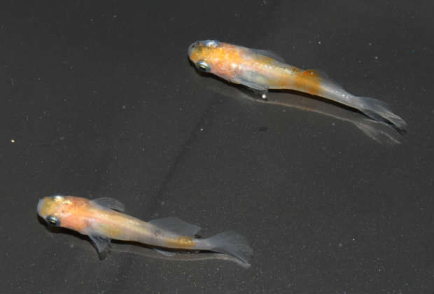 夜桜と女雛の販売について : 岡崎葵メダカのつぶやき