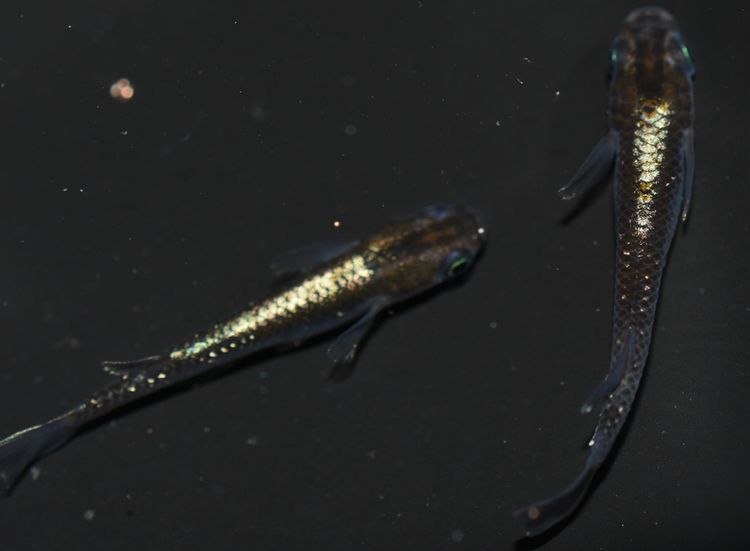 加温飼育の親メダカ その3 グリーン 岡崎葵メダカのつぶやき