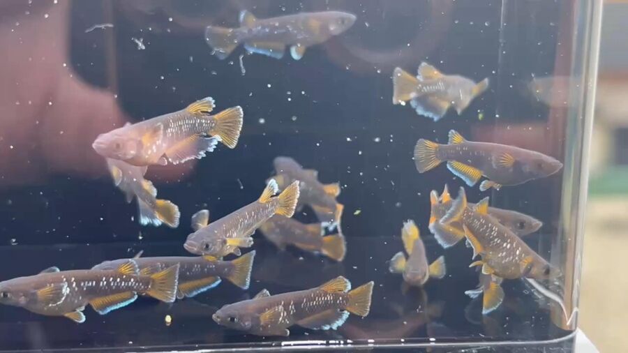 ご用心！私の画像を無断利用して卵売りをしている出品者がいます