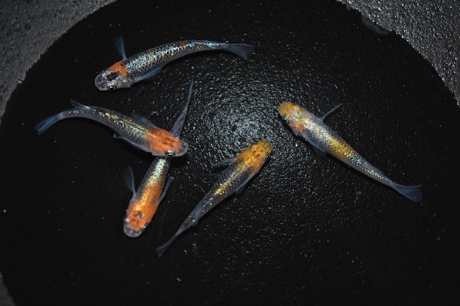 加温飼育 全て産卵開始しました 岡崎葵メダカのつぶやき