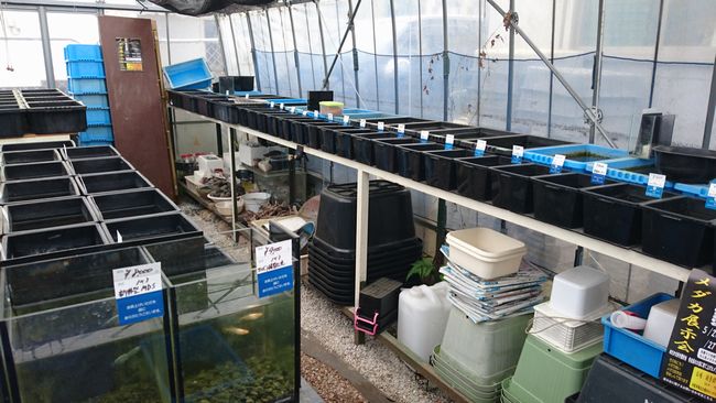 4月の関東メダカ旅 その3 花小屋さん編 岡崎葵メダカのつぶやき 4月の関東メダカ旅 その3 花小屋さん編 岡崎葵メダカのつぶやき