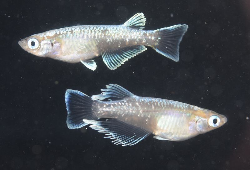 垂水さん作出のメダカ 鱗光 その1 岡崎葵メダカのつぶやき