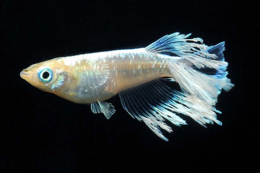 垂水ブリード鱗光ロングフィン モルフォのf2の販売について その3 岡崎葵メダカのつぶやき