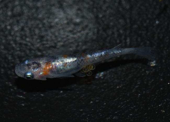 体外光メダカの進化 岡崎葵メダカのつぶやき 体外光メダカの進化 岡崎葵メダカのつぶやき