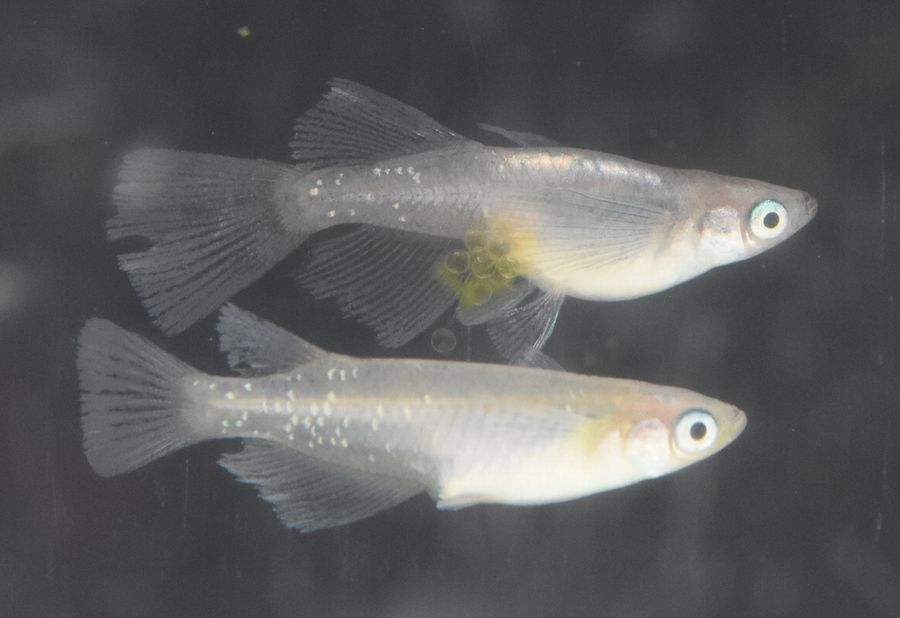 孫娘の自由研究 岡崎葵メダカのつぶやき