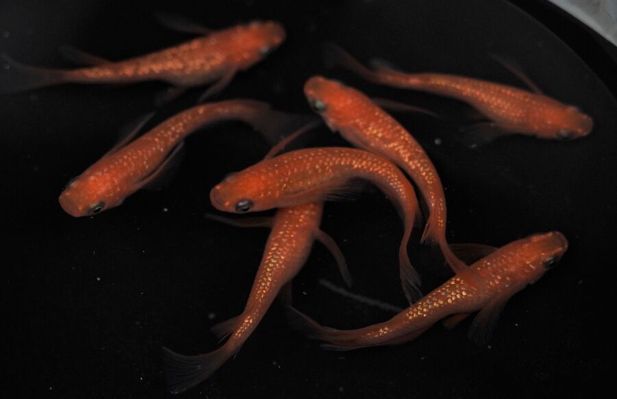 【minamo】現物 紅華紅白めだか 極上若魚（１ペア）KH-A 小野様ご本人の個体 現物 上州めだか様ご本人の個体 王華 3ペア 6匹セット No.1