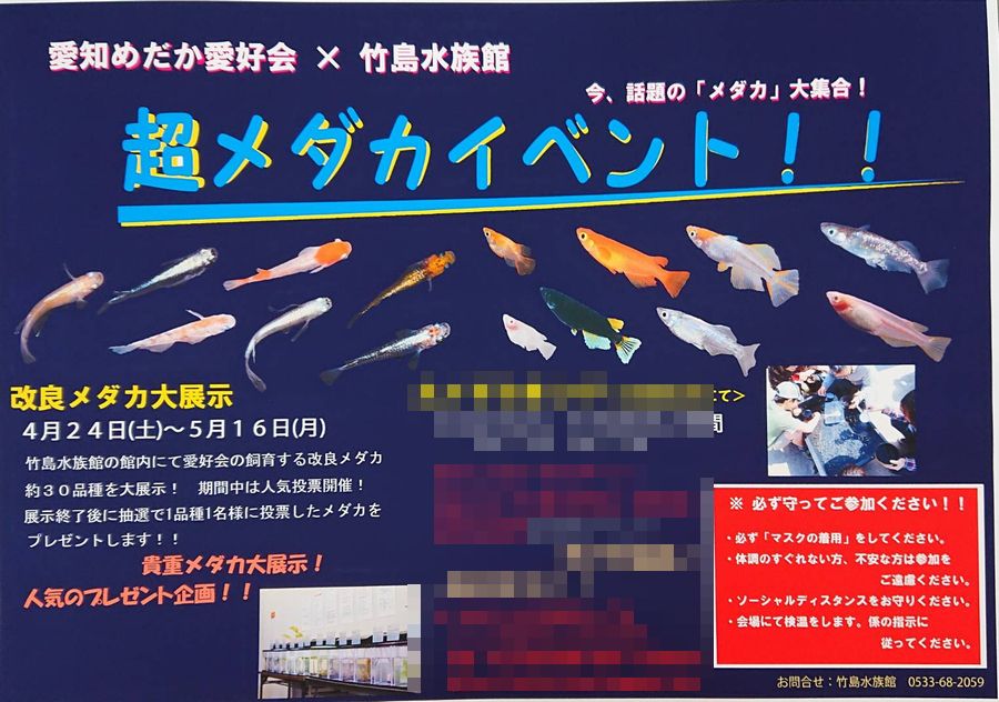 竹島水族館の太っ腹企画 岡崎葵メダカのつぶやき 竹島水族館の太っ腹企画 岡崎葵メダカのつぶやき