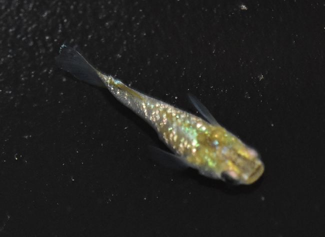 ミドリヒスイカブキ : 岡崎葵メダカのつぶやき