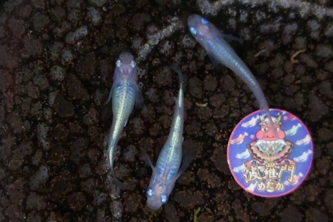 波羅門めだかさん作出の しずく Vol 1 岡崎葵メダカのつぶやき