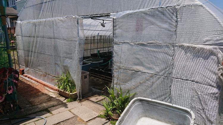 妻面のビニールを片面外しました 岡崎葵メダカのつぶやき