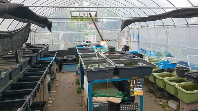 4月の関東メダカ旅 その3 花小屋さん編 岡崎葵メダカのつぶやき 4月の関東メダカ旅 その3 花小屋さん編 岡崎葵メダカのつぶやき