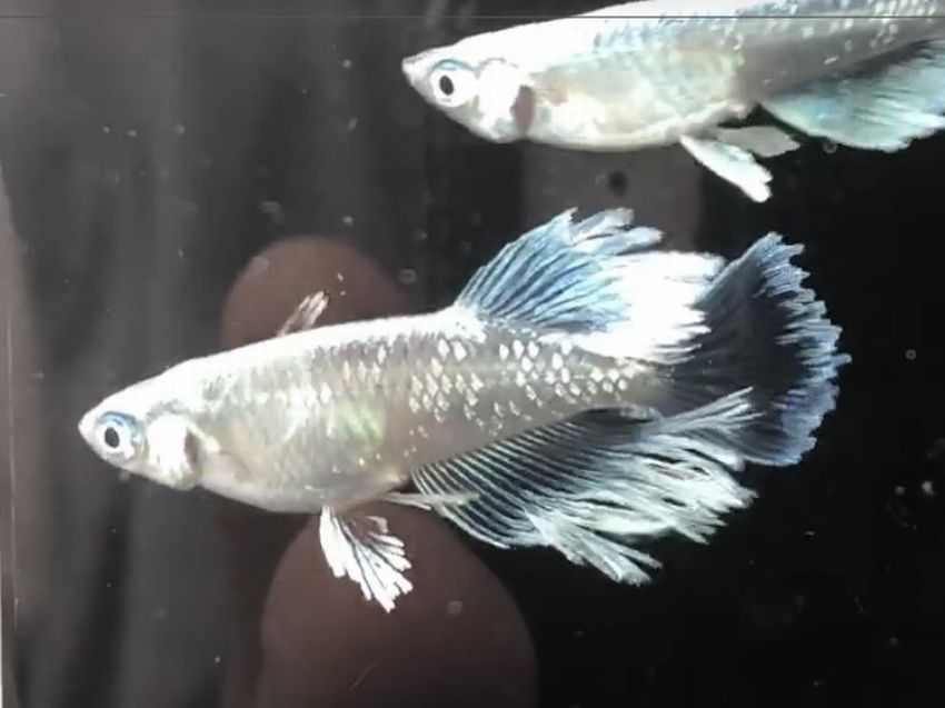 めだか マリアージュロングフィン色付き無選別 メダカ